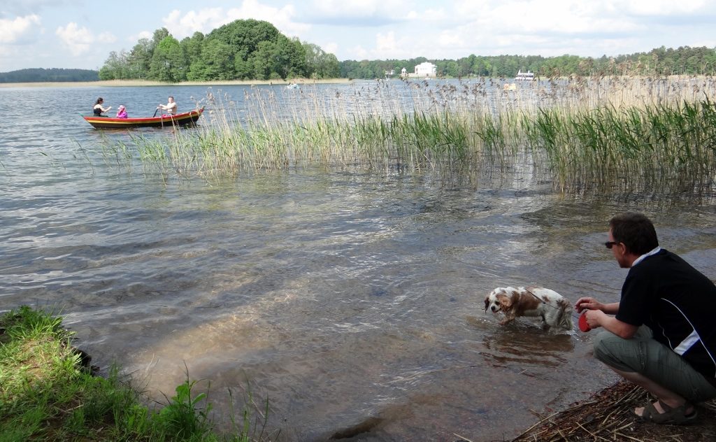 Dog in lake galve