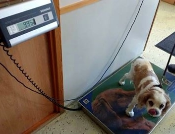 Dog on weighing scales
