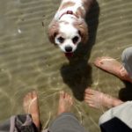 Feet and dog in the sea