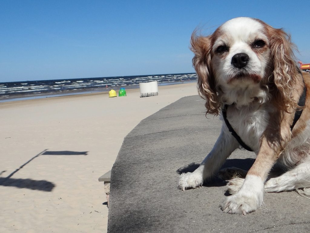 Dog and Jurmala beach