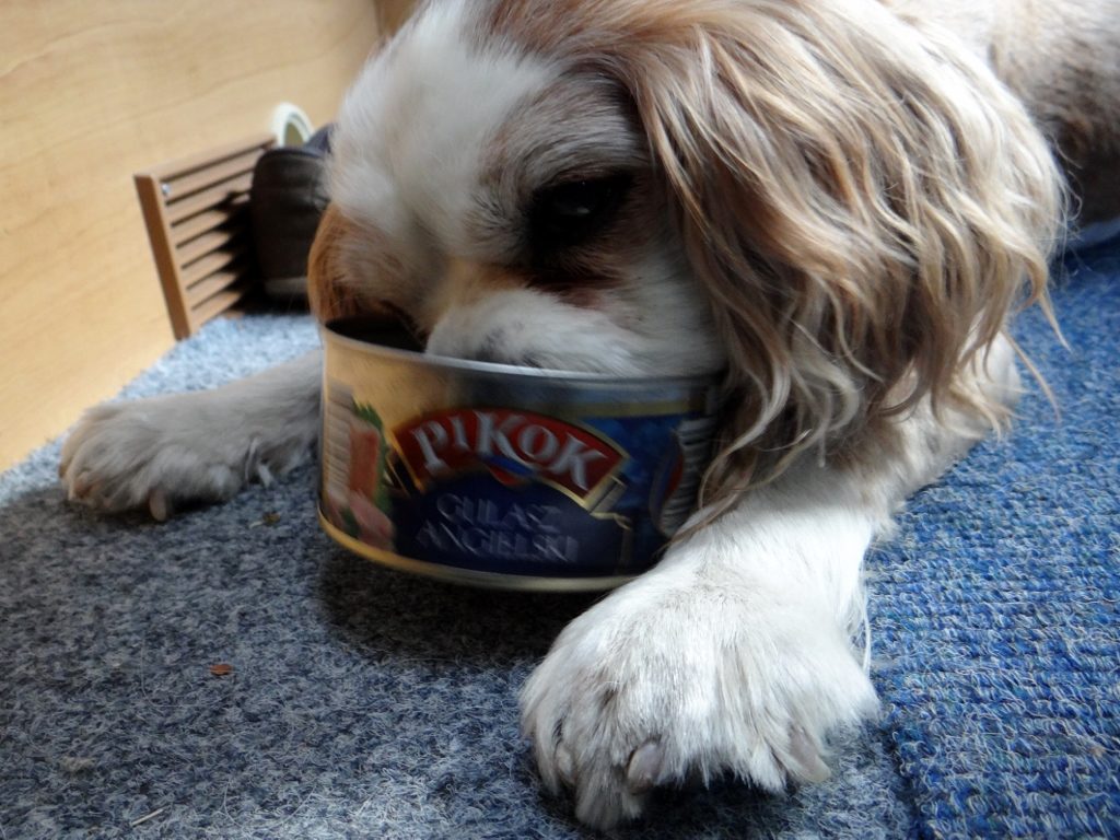 Dog eating out of tin