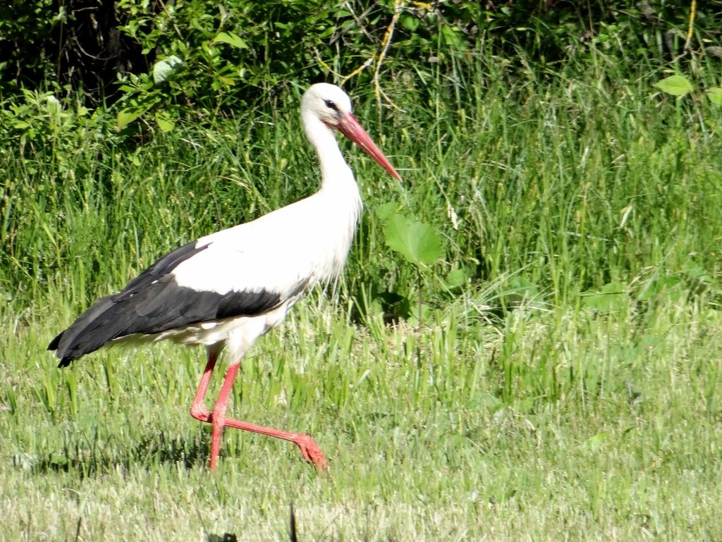 Stork Estonia
