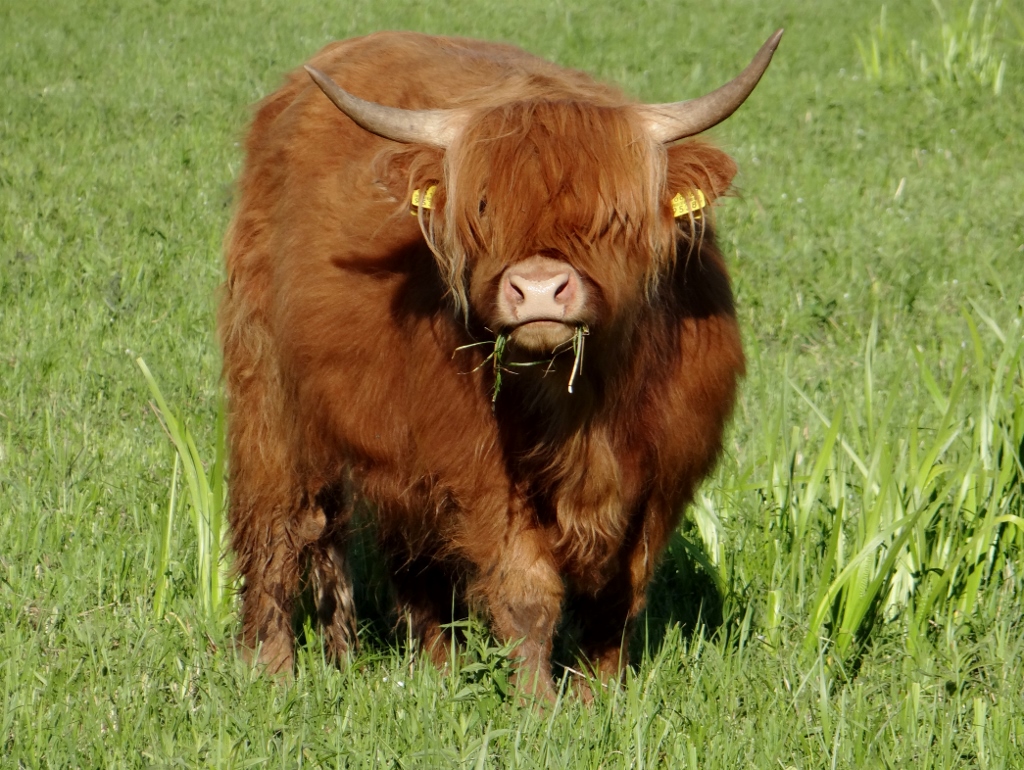 Highland Cow in Estonia