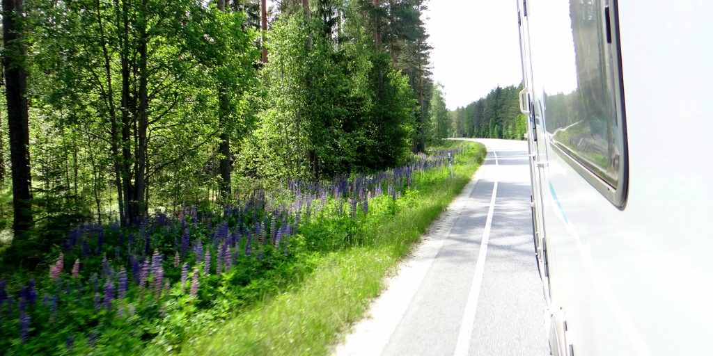 Finland in June: Green Trees and Purple Flowers line the roads