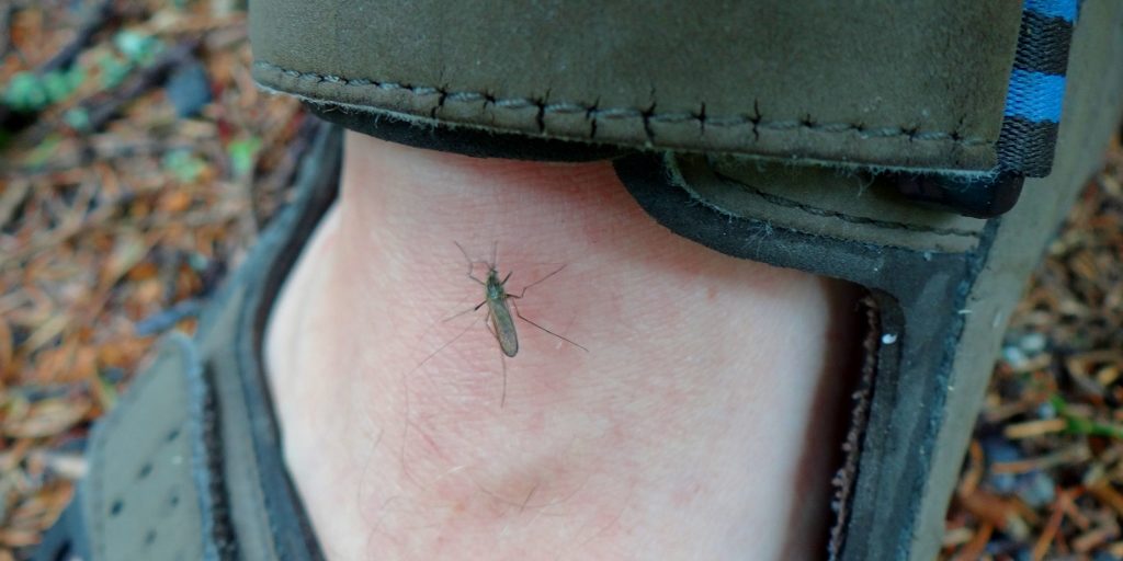 The Finnish mosquito: big, brave, bitey and, thankfully, stupidly slow