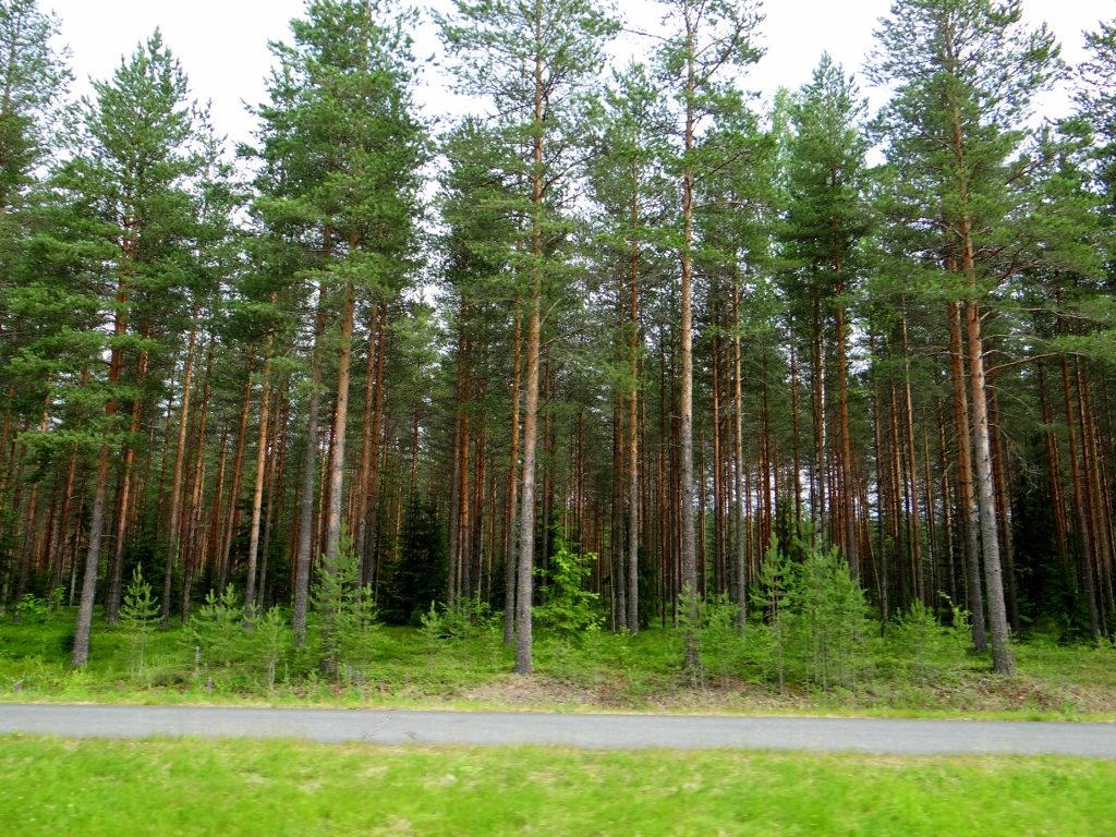 Finland trees