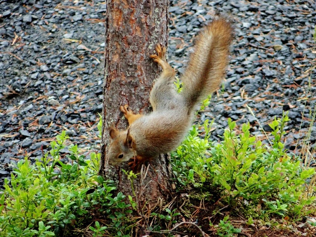 Squirrel Finland