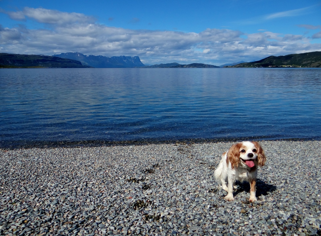 Dog on beach Norway