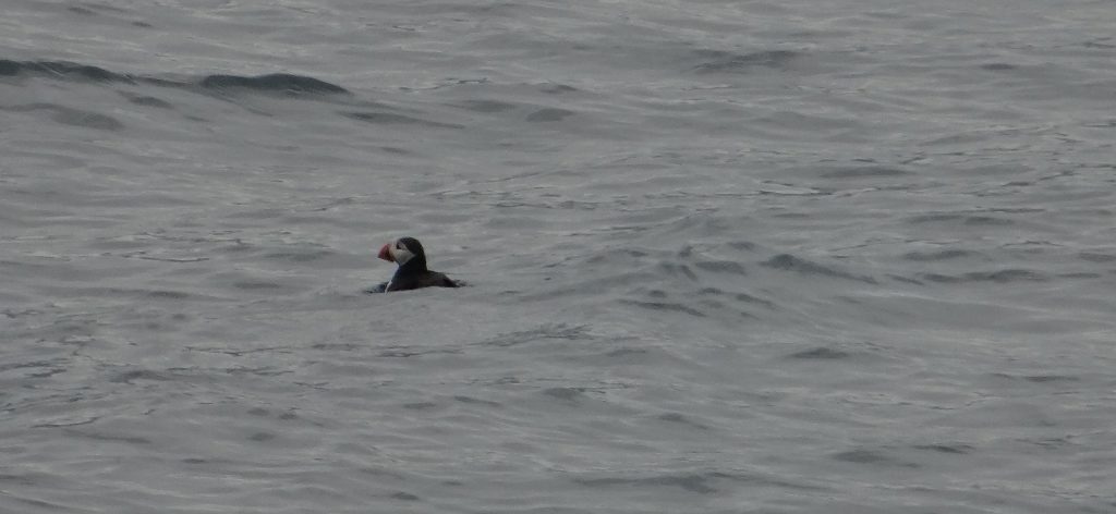 Penguin! Oh, err, don't they live in the southern hemisphere? **zooms in on camera**... Puffin!