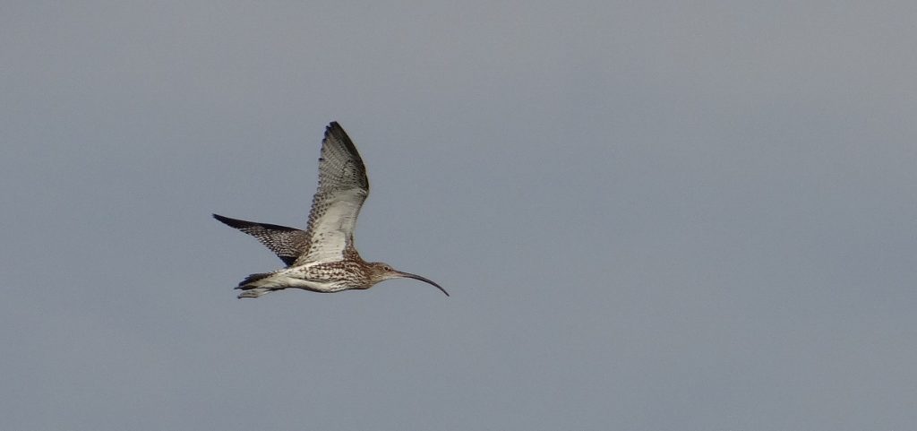 We think this is a Long Billed Curlew, but they only seem to be in America, so this one must be lost?