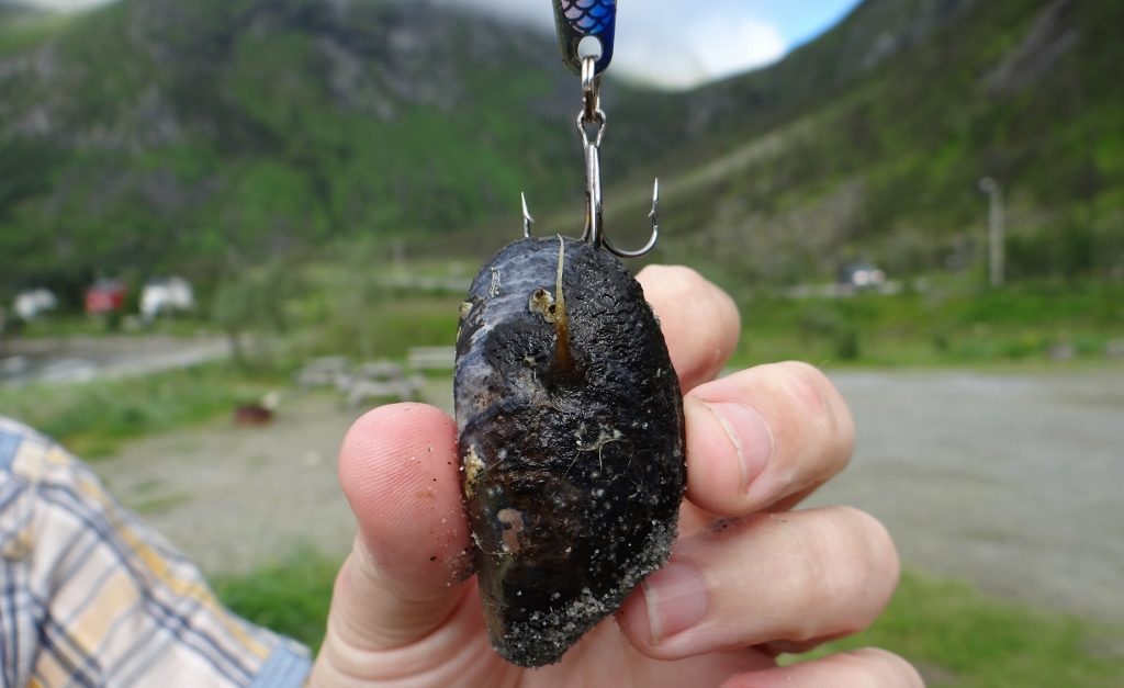 Cast the line out twice in Steinfjord. First time: a load of seaweed. Second time: a mussel! Hungover and managing to only get a single contact lens in, I went out and picked a bucket of 'em, having to dive for each one. They tasted meaty, worth the effort