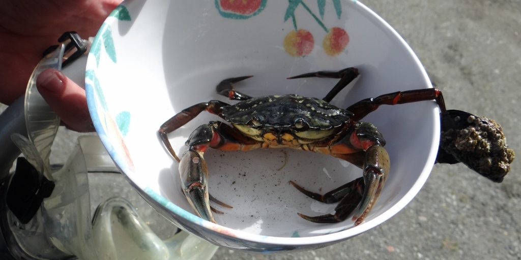 Steinfjord crab - too small to eat, he went back into the sea along with the mussel attached to his leg!