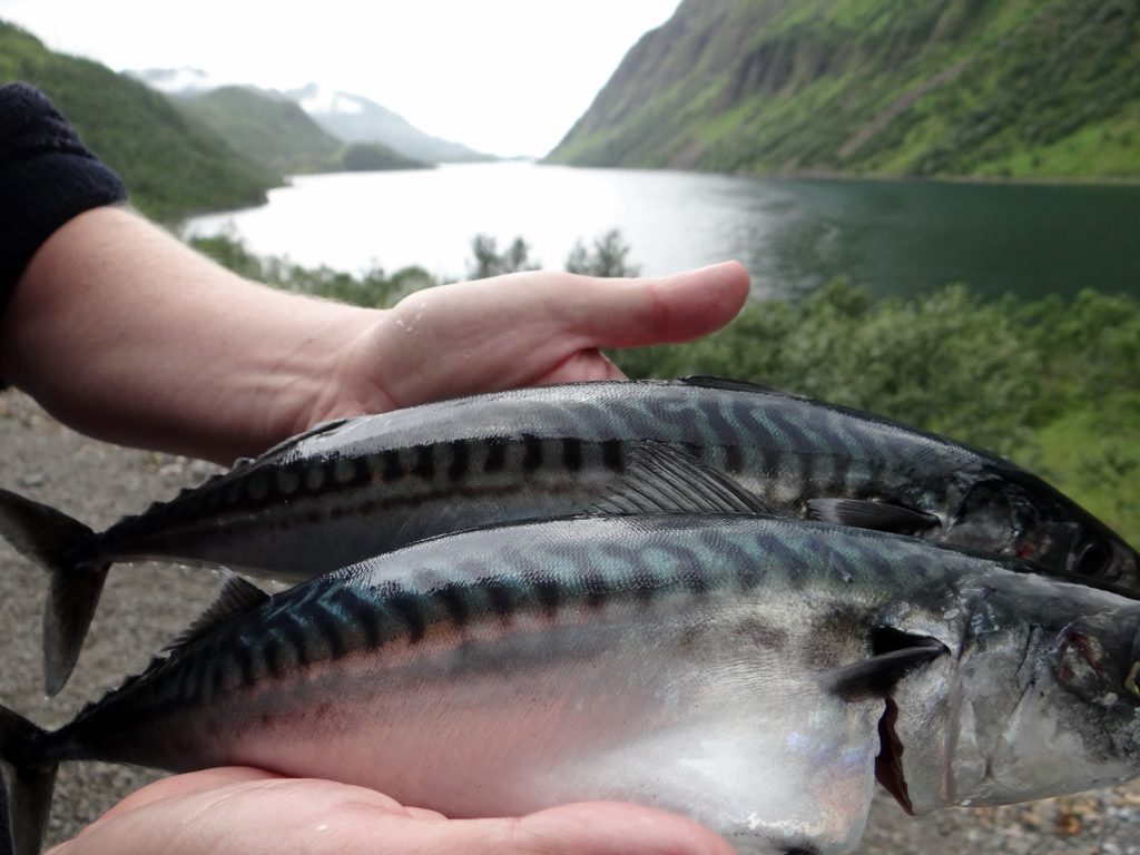 Mackerel from the Arctic. Caught with a basic metal lure and a cheap telescopic rod