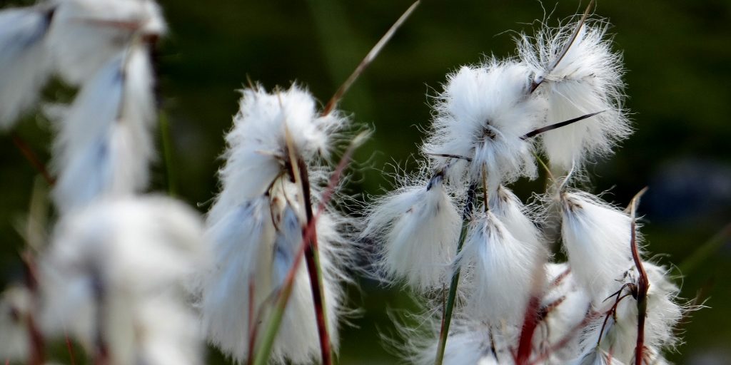 Cotton plant in Lofoten Islands