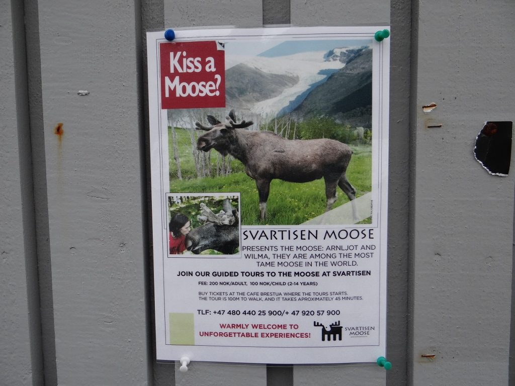 You could take a boat to the base of the Svartisen Glacier, or why not instead go kiss a moose?