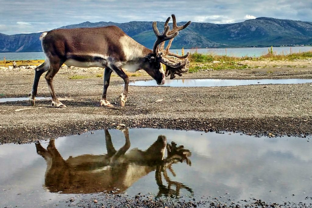 Reindeer and reflection
