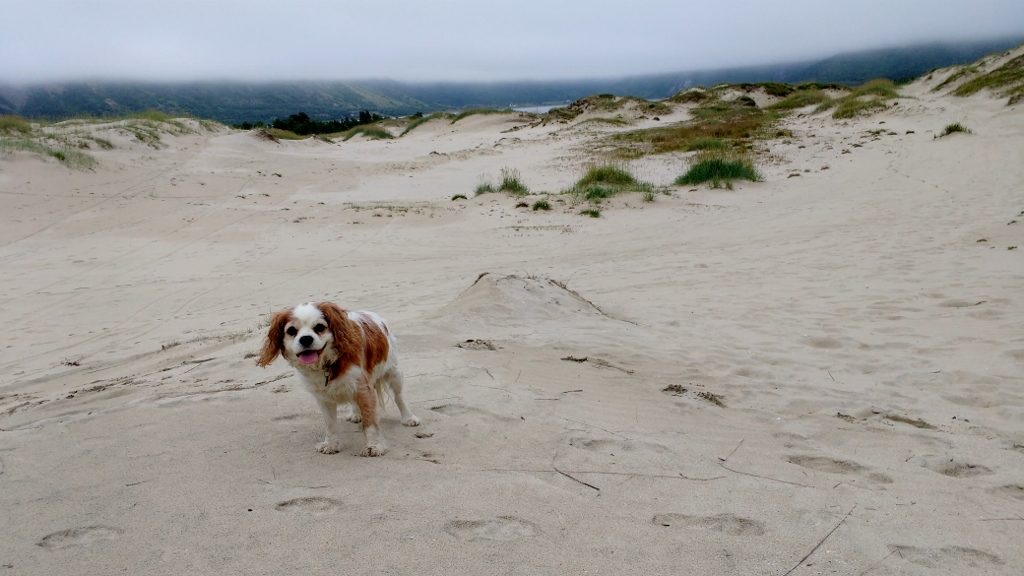 Dog in Morfjorden sand dunes