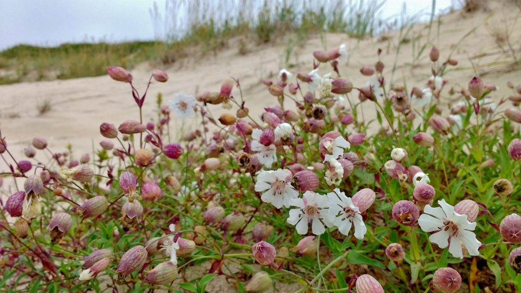Flowers in Morfjorden sand dunes