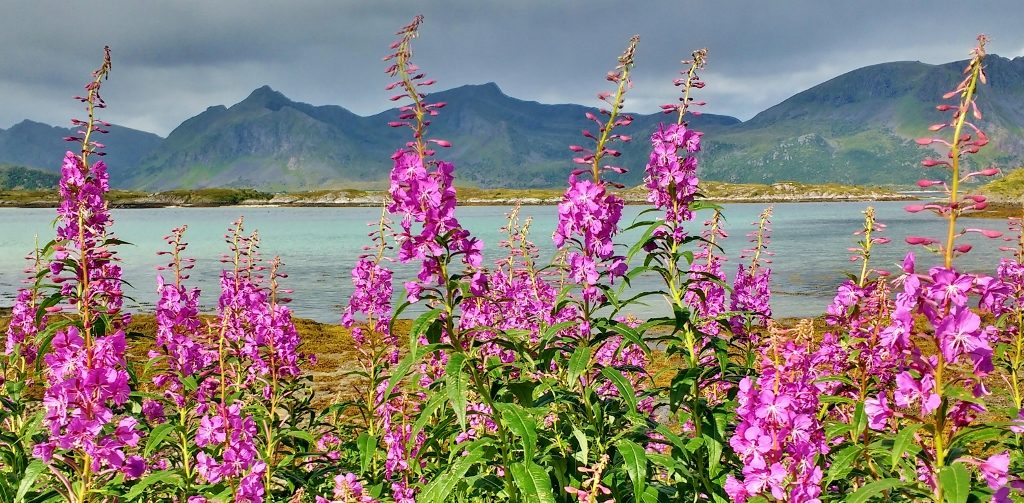 Pink Flowers in Lofoten Islands