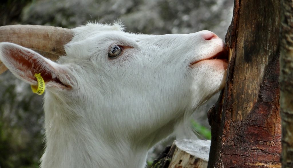 Goat eating bark from tree