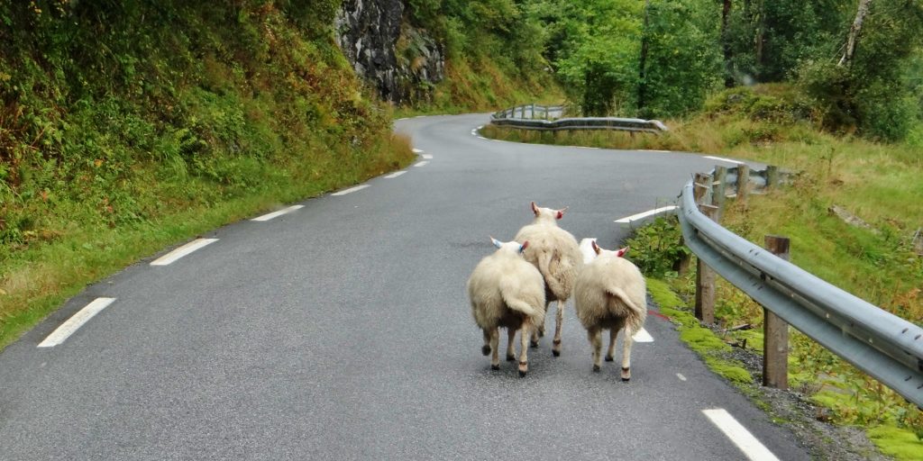 Sheep on Gaularfjellet Tourist Route Norway