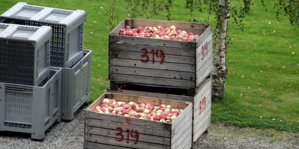 Hardangerfjord apples waiting for collection
