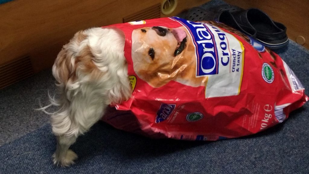 Dog in bag of food