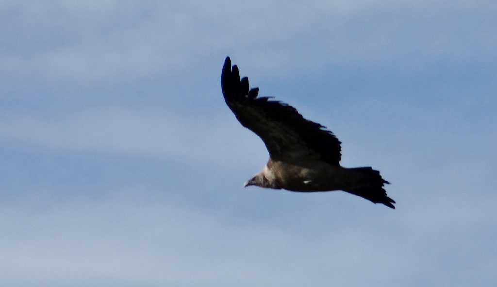 Bird of prey which flew over the aire yesterday, fooling us at first into thinking it was a kite