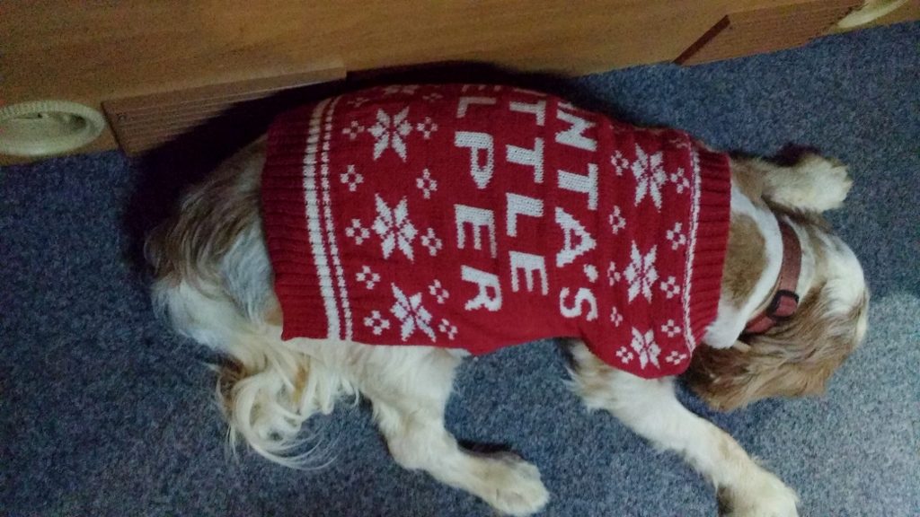 Tired Christmas Dog