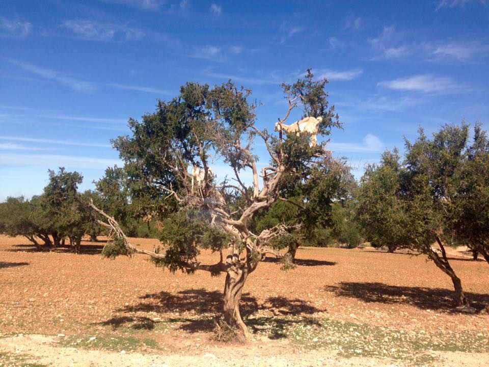 Goats in The Argan Tree! Taken by Julie Yardley and Phil Russ