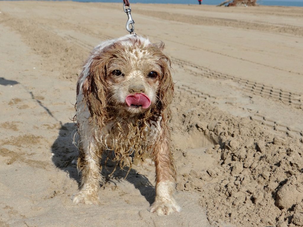 Sand covered dog on beach