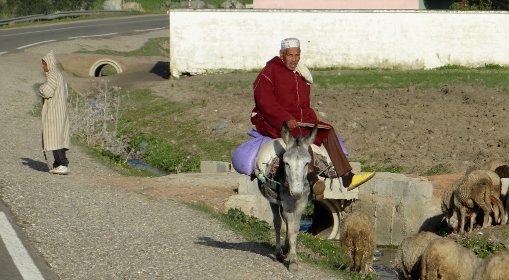 Donkeys are a staple of rural transport in Morocco, they're everywhere