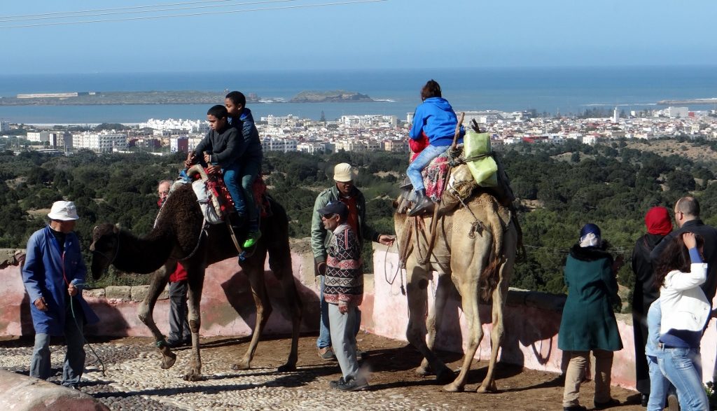 Camels in a viewpoint overlooking Essaouira