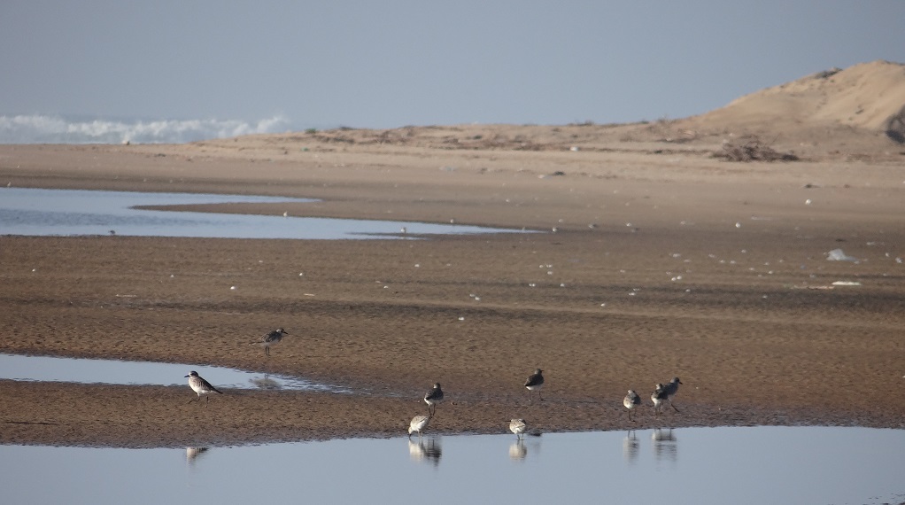 Birds by the Massa Estuary