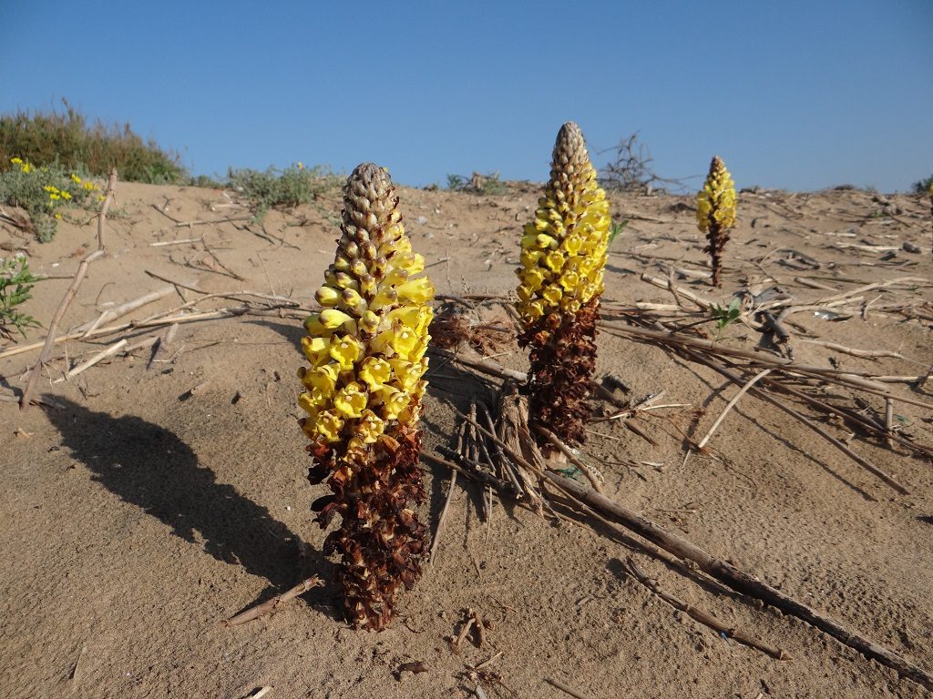Unknown plants on the sandy banks of the Massa