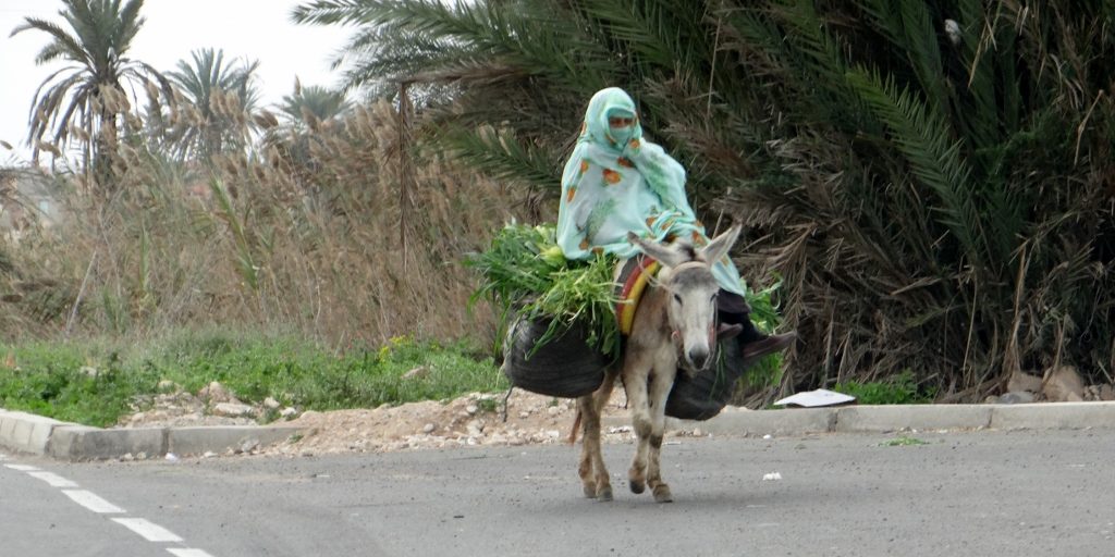 A Moroccan lady riding a donkey in Massa