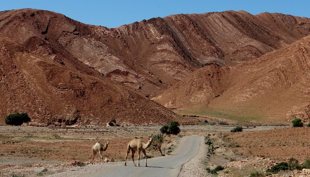 Camel on road