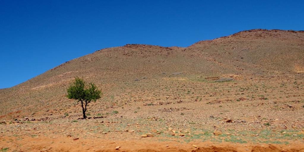 Orange rocks and tree in Morocco