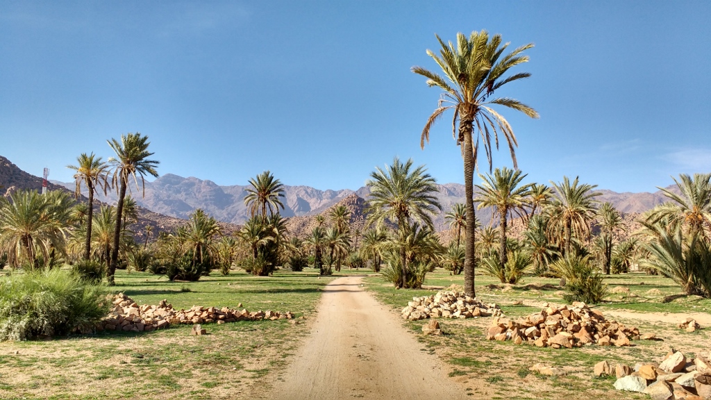 The palms of Tafraoute