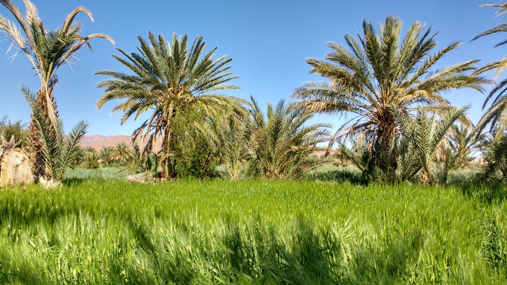 The irrigated land under the palms is sometimes used to grow other crops