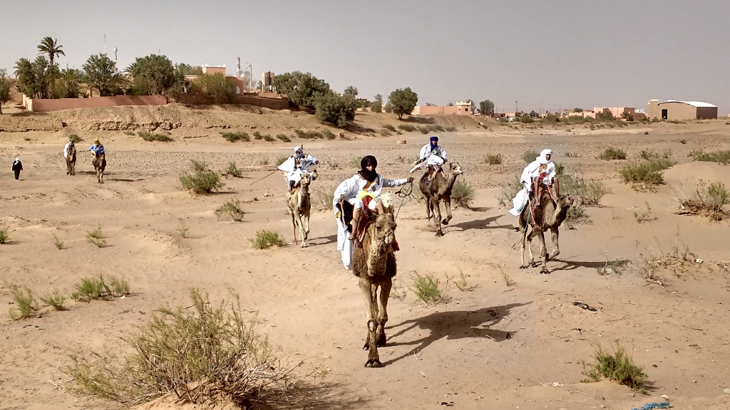 The arrival of the racing camels