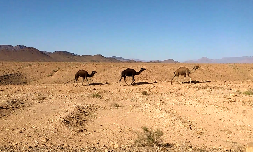 Camels on N12 to Foum Zguid