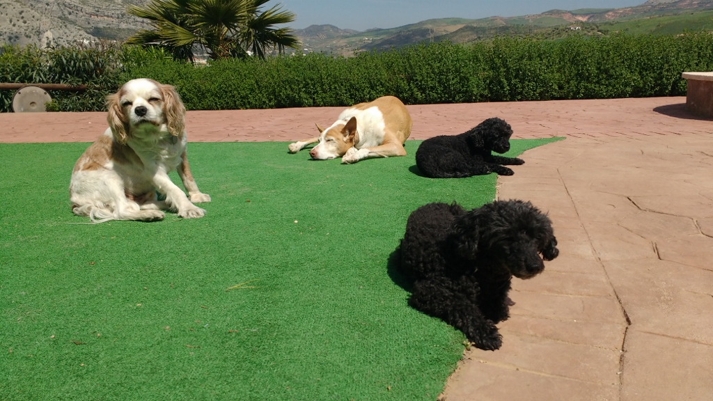 The dog pack chilling in the sun. We've slipped up a bi while here and forgot to slap on the Factor 50, burning heads, noses and backs in the April heat