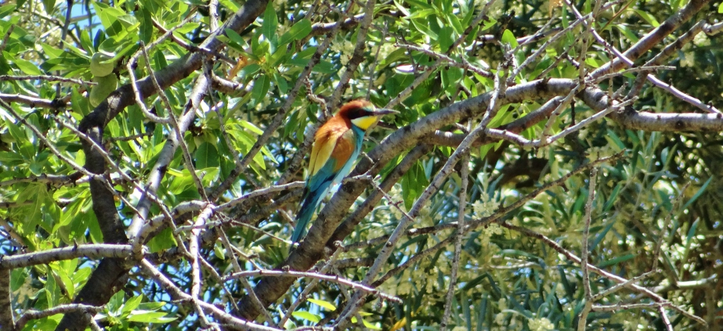 A Bee Eater spotted from the villa terrace, they fly over each evening