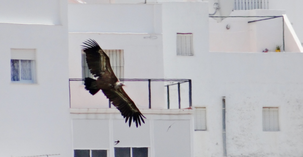A Griffin Vulture floating past Casares houses 