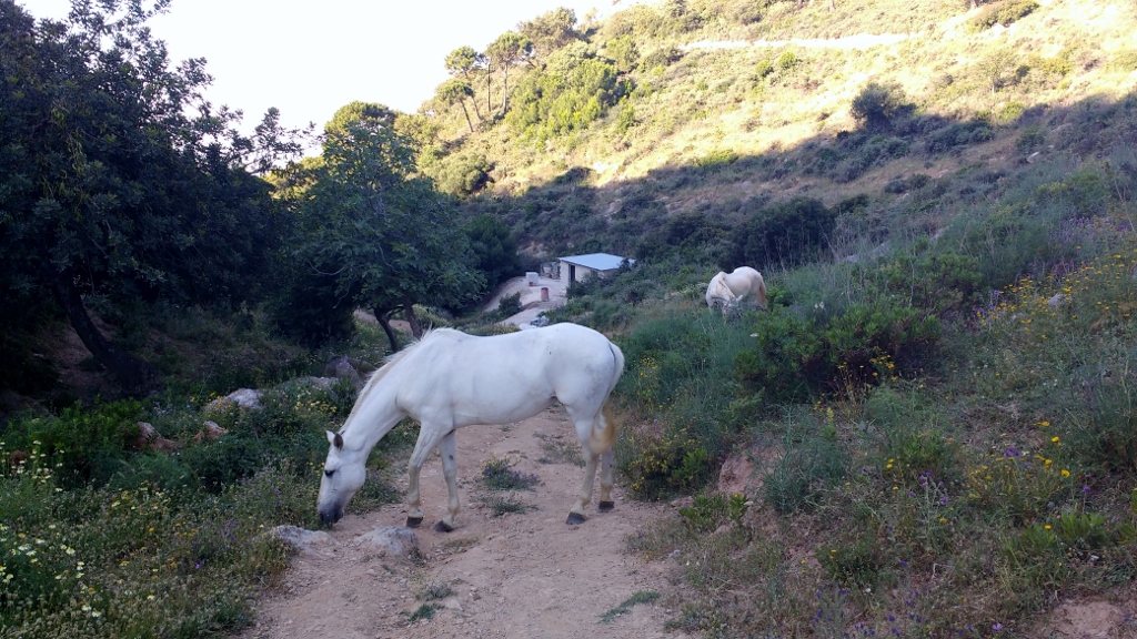 Ju's morning run is interrupted by a white horse blocking the path!
