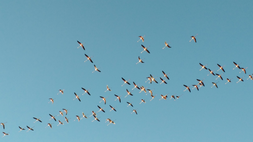 Flamingoes in flight when Ju went out for a run this morning.