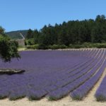 Lavender fields are in full bloom