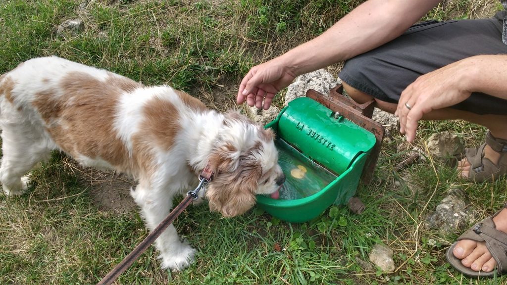 The castle ground kindly had an auto-refilling dog water bowl