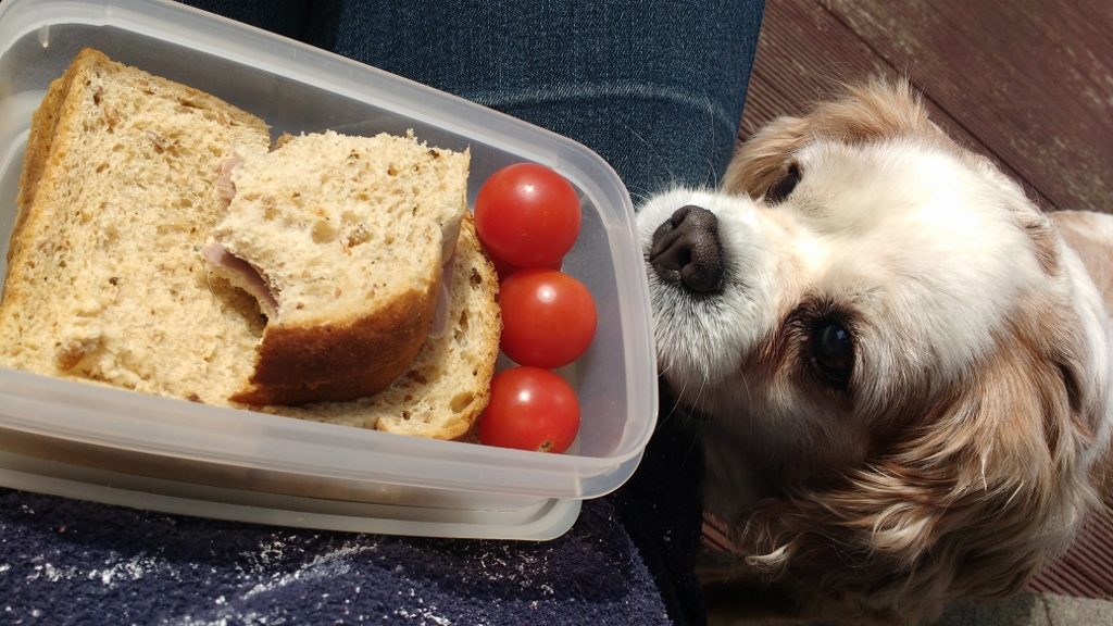 Dog wanting sandwiches